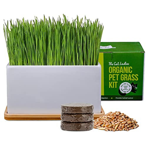 Cat Grass Growing Kit