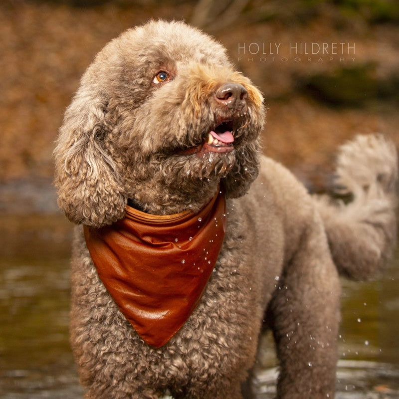 Professional In-Home Pet Photography Session Standard (2hrs + 20 images + 3 prints)