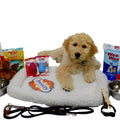 Puppy Starter Kit Deluxe